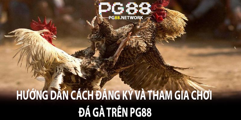 Hướng Dẫn Cách Đăng Ký Và Tham Gia Chơi Đá Gà Trên Pg88