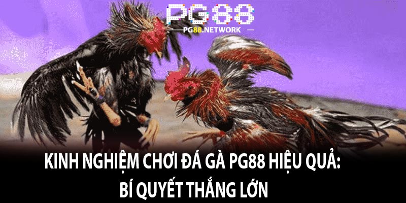 Kinh Nghiệm Chơi Đá Gà Pg88 Hiệu Quả: Bí Quyết Thắng Lớn