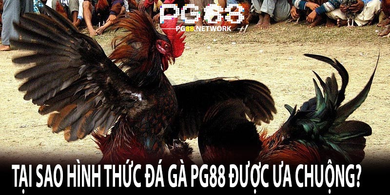 Tại sao hình thức đá gà Pg88 được ưa chuộng?