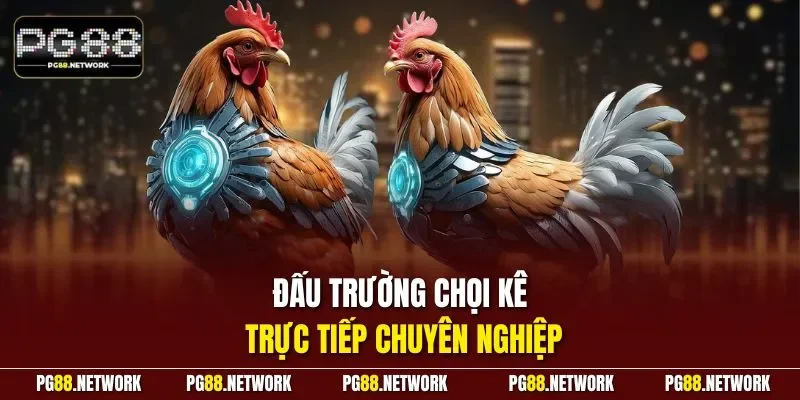Đấu trường chọi kê trực tiếp chuyên nghiệp